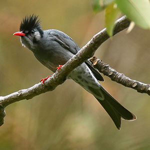 Black Bulbul